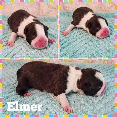 Black and White Male &quot;Elmer&quot;