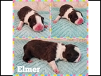 Black and White Male "Elmer"