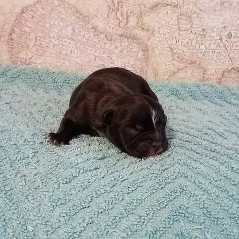 Black Brindle Male &quot;Emit&quot;