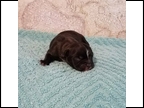 Black Brindle Male "Emit"