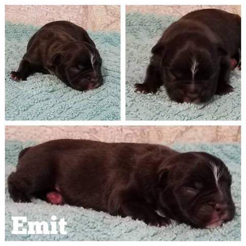 Black Brindle Male &quot;Emit&quot;