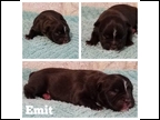 Black Brindle Male "Emit"