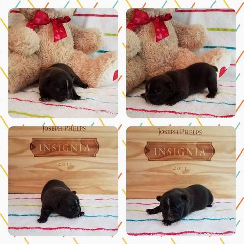 Black Brindle Male &quot;Emit&quot; Pending