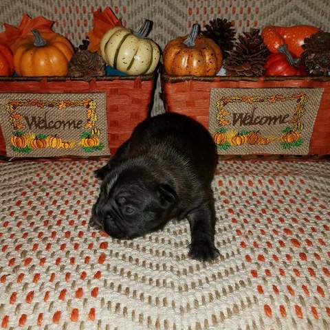 Black Brindle Male &quot;Emit&quot; Pending