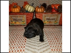 Black Brindle Male "Emit" Pending