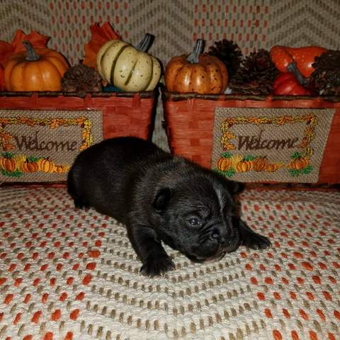 Black Brindle Male &quot;Emit&quot; Pending