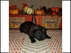 Black Brindle Male "Emit" Pending