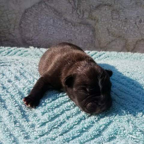 Black Brindle Male &quot;Emit&quot;