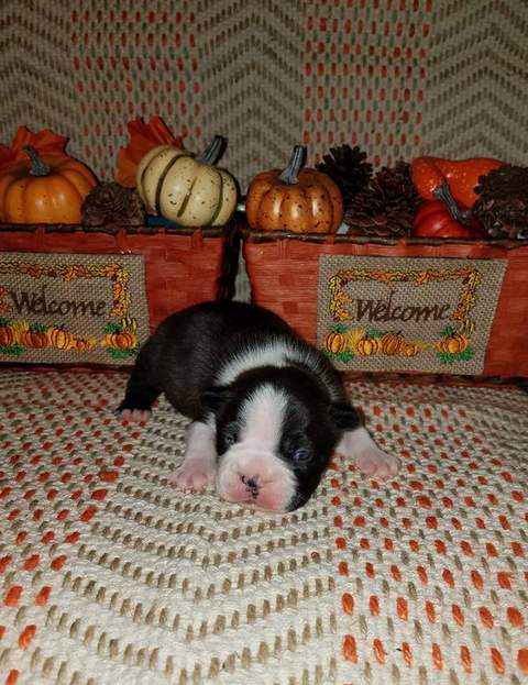 Black and White Male &quot;Elmer&quot;