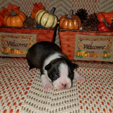 Black and White Male &quot;Elmer&quot;