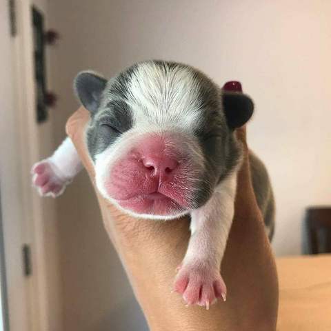 Blue Pied Female &quot;Darcy&quot; Pending