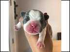 Blue Pied Female "Darcy" Pending