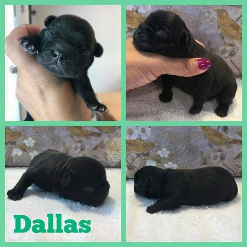 Black Brindle Male &quot;Dallas&quot; Pending