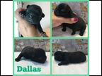 Black Brindle Male "Dallas" Pending