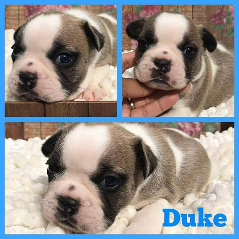 Fawn Pied Male &quot;Duke&quot; Placed