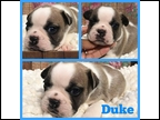 Fawn Pied Male "Duke" Placed