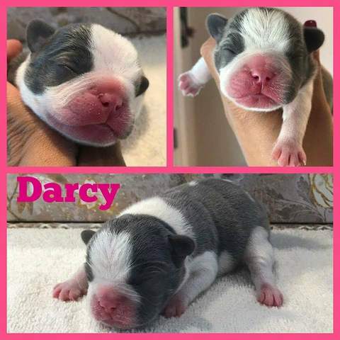 Blue Pied Female &quot;Darcy&quot; Pending