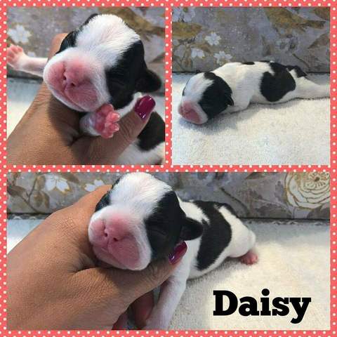 Brindle Pied Female &quot;Daisy&quot; Placed with Brement Family