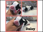 Brindle Pied Female "Daisy" Placed with Brement Family