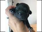 Black Brindle Male "Dallas" Pending