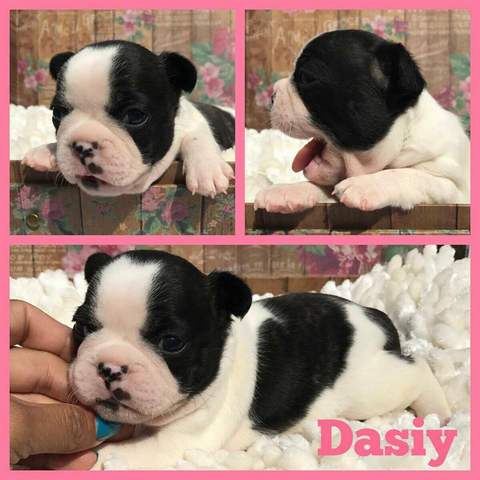 Brindle Pied Female &quot;Daisy&quot; Placed with Brement Family