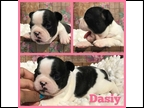 Brindle Pied Female "Daisy" Placed with Brement Family