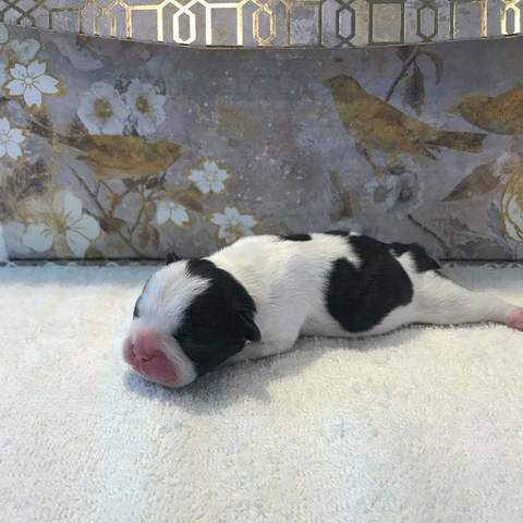 Brindle Pied Female &quot;Daisy&quot; Placed with Brement Family