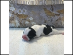 Brindle Pied Female "Daisy" Placed with Brement Family