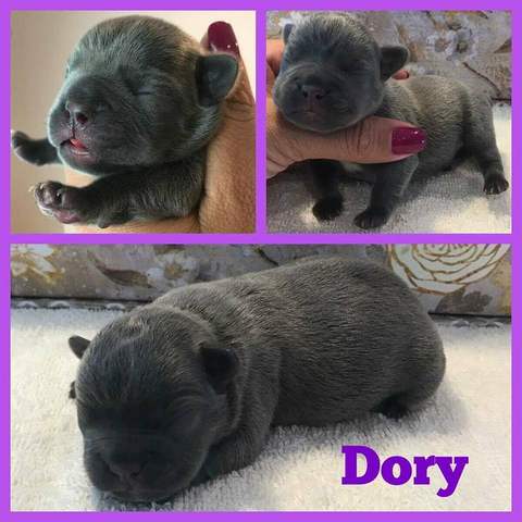 Blue Female &quot;Dory&quot; Pending