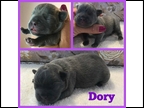 Blue Female "Dory" Pending