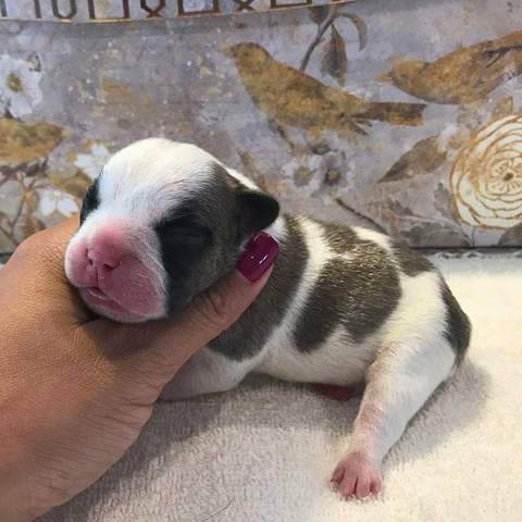 Fawn Pied Male &quot;Duke&quot;