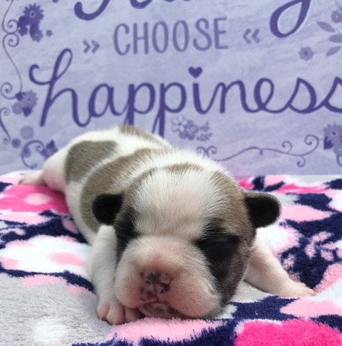 Fawn Pied Male &quot;Duke&quot; Placed