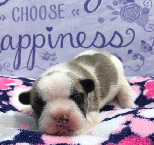 Fawn Pied Male &quot;Duke&quot; Placed