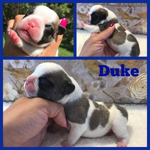 Fawn Pied Male &quot;Duke&quot;