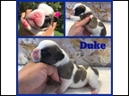 Fawn Pied Male "Duke"