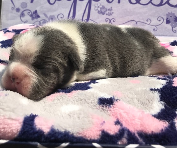 Blue Pied Female &quot;Darcy&quot; Placed