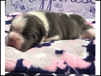 Blue Pied Female "Darcy" Placed