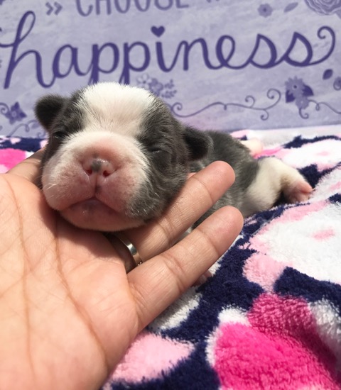 Blue Pied Female &quot;Darcy&quot; Placed