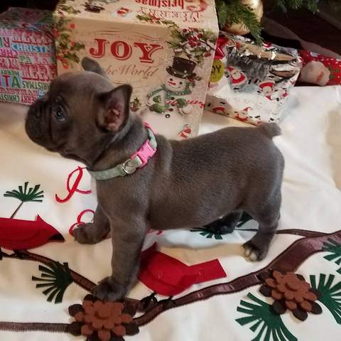 Blue Female &quot;Ava&quot; Staying with Sandman's French Bulldogs