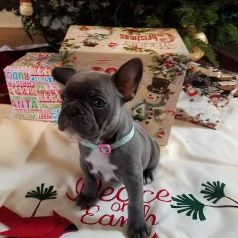 Blue Female &quot;Ava&quot; Staying with Sandman's French Bulldogs