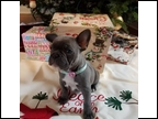 Blue Female "Ava" Staying with Sandman's French Bulldogs